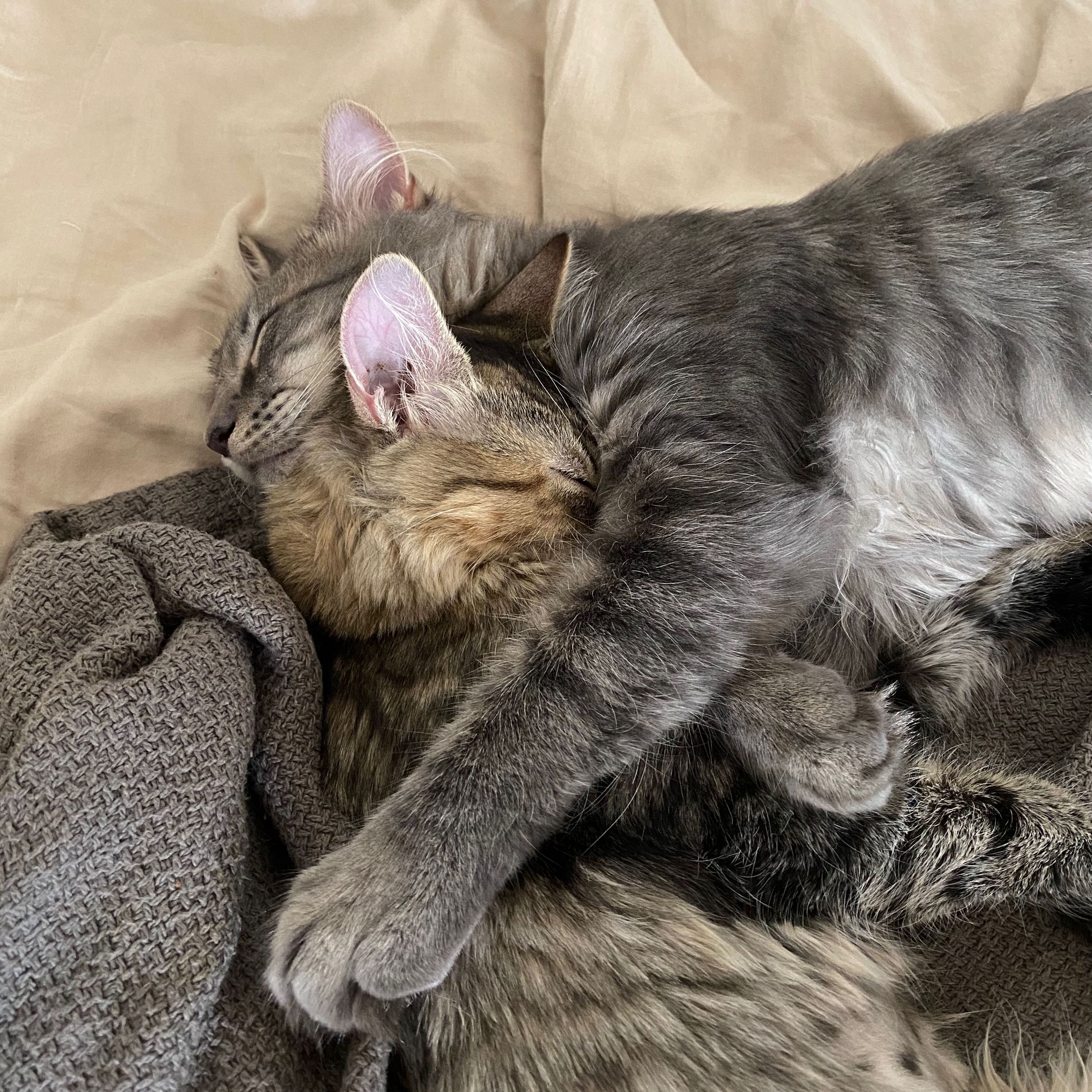 a brown long haired tabby and a gray long haired tabby hugging while taking the cutest nap ever